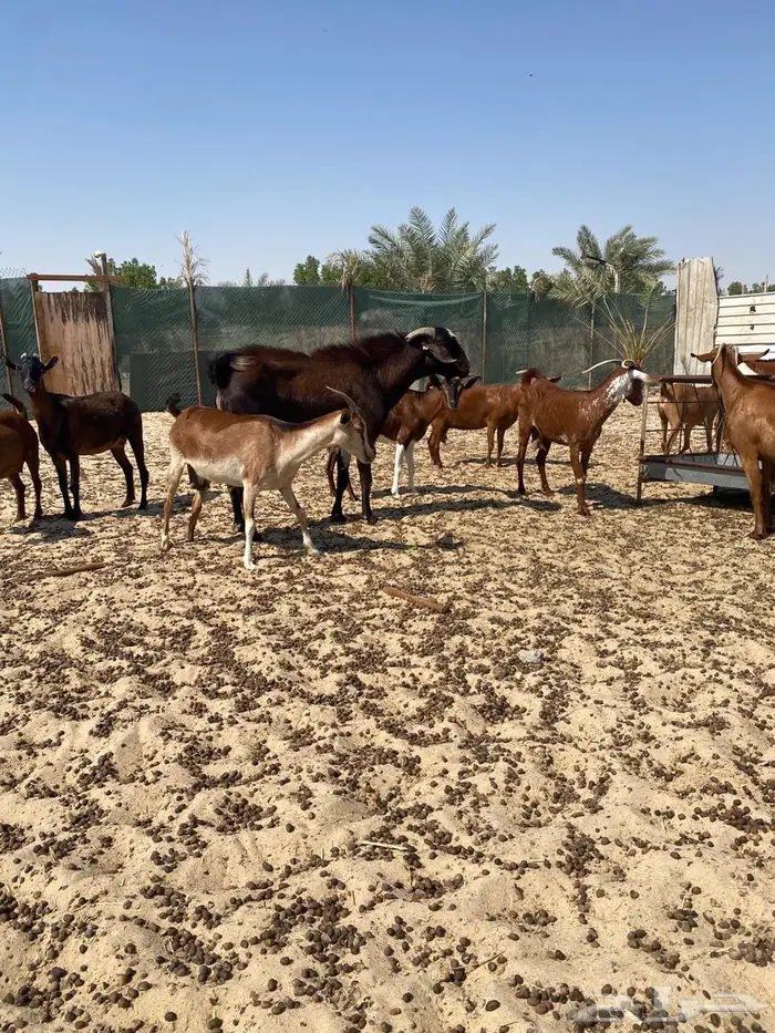 معزاء جنوبيه مراح واحد خوات بعض وأسنان متفاوته 0