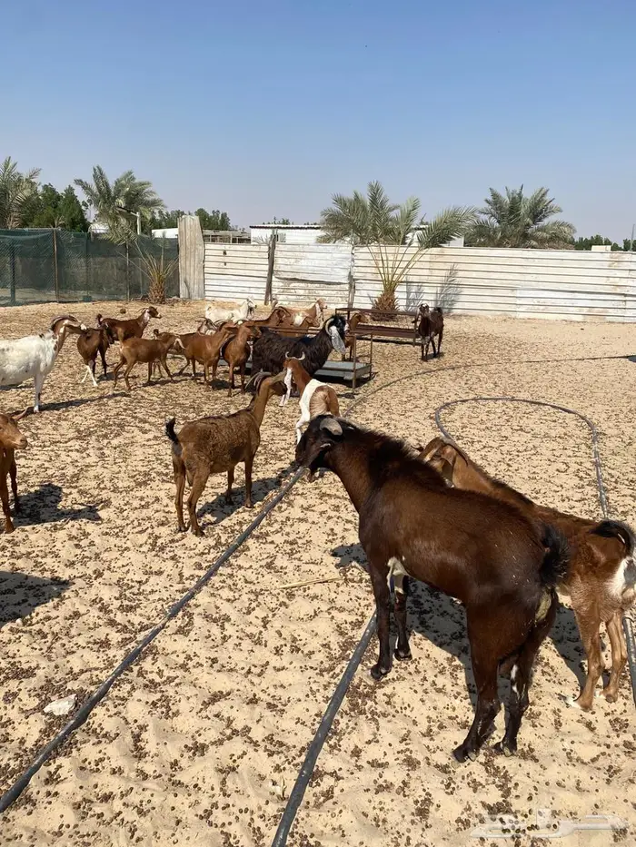 معزاء جنوبيه مراح واحد خوات بعض وأسنان متفاوته 8