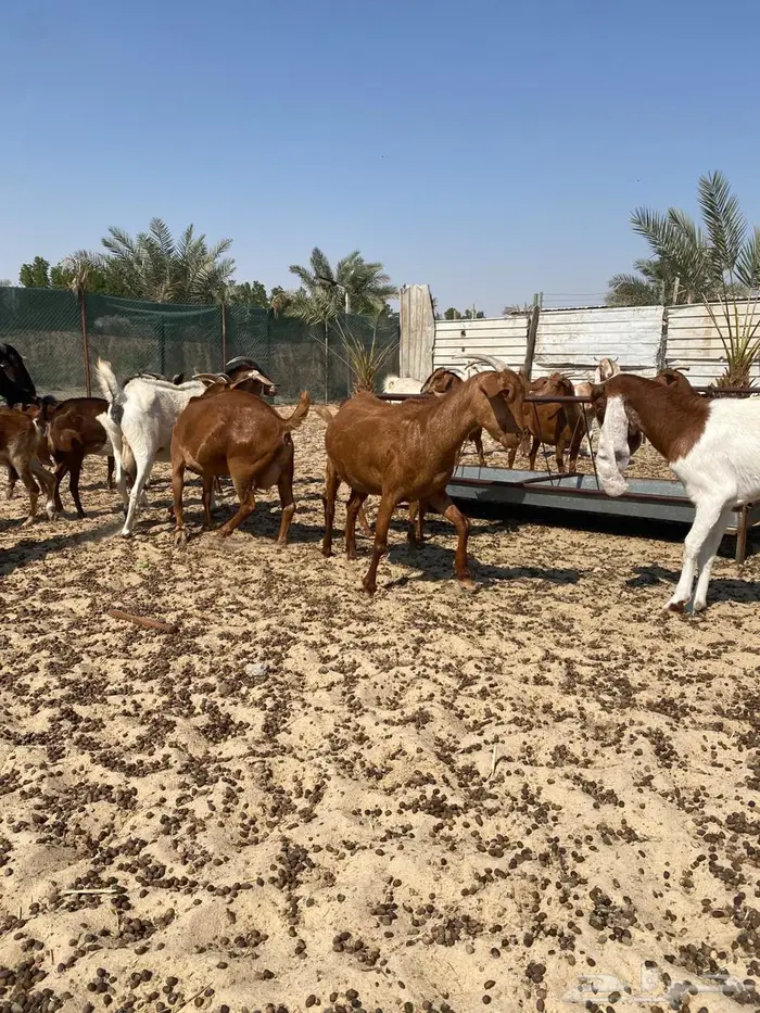 معزاء جنوبيه مراح واحد خوات بعض وأسنان متفاوته 7