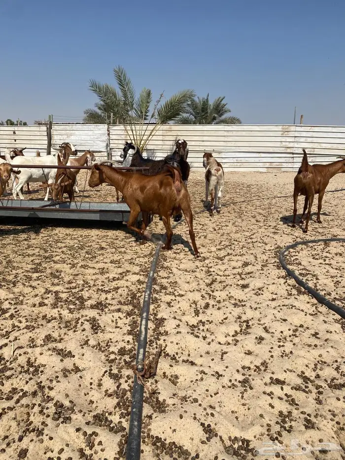معزاء جنوبيه مراح واحد خوات بعض وأسنان متفاوته 6