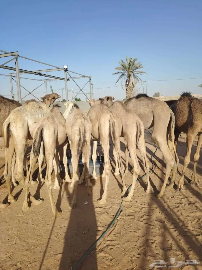عروض قعدان صومالية مفاريد للجمله 0
