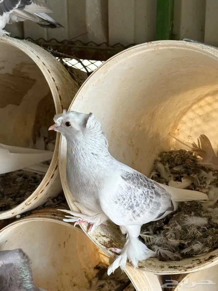 حمام تركي 3