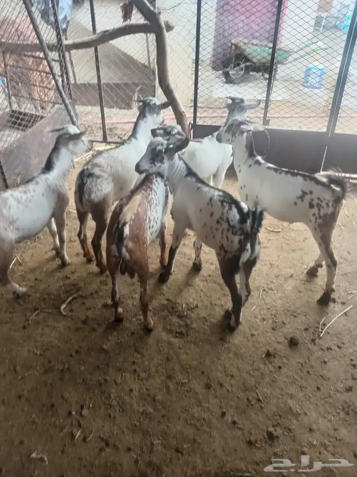 تيوس وخرفان صغيره لبانيه حريه 1