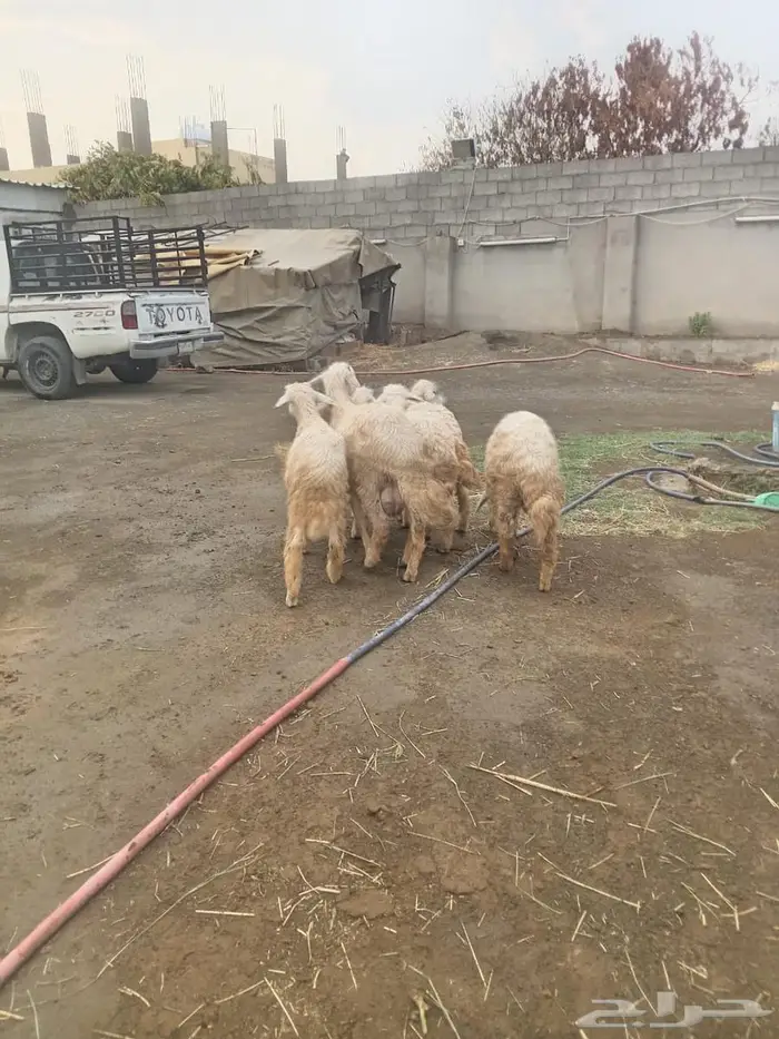 تيوس وخرفان صغيره لبانيه حريه 4