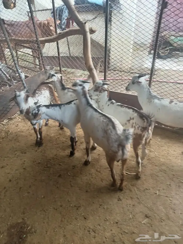 تيوس وخرفان صغيره لبانيه حريه 0