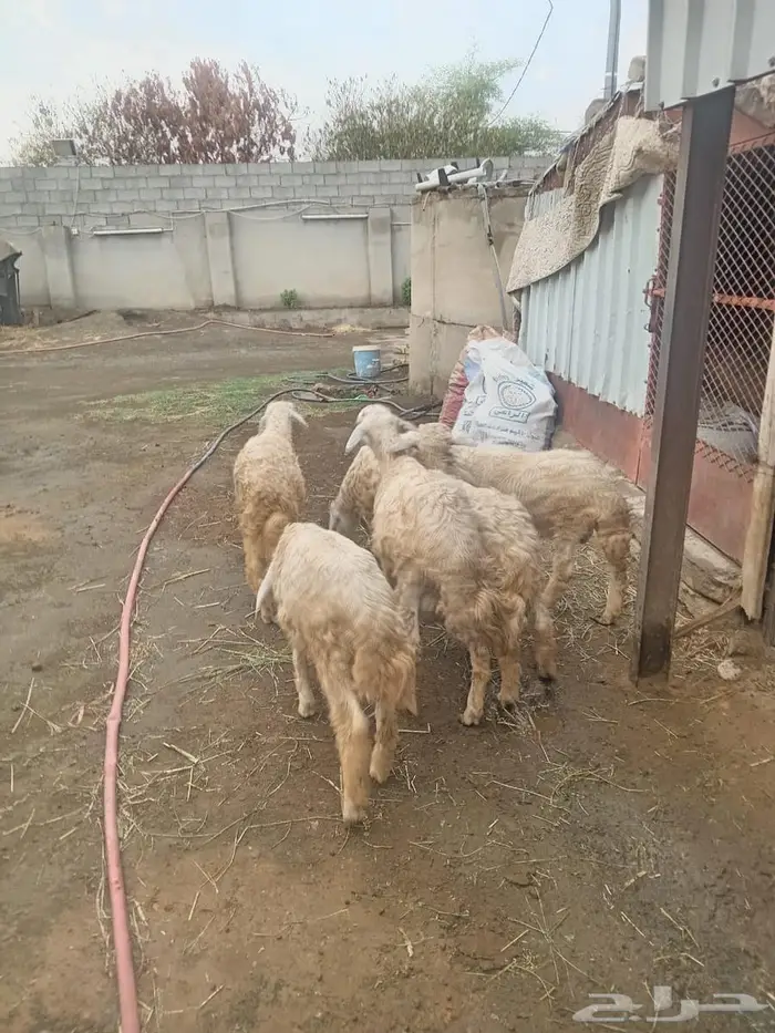 تيوس وخرفان صغيره لبانيه حريه 2