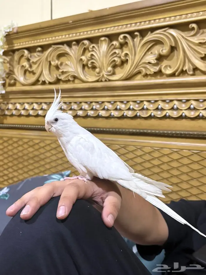 طائر الكوكاتيل 1