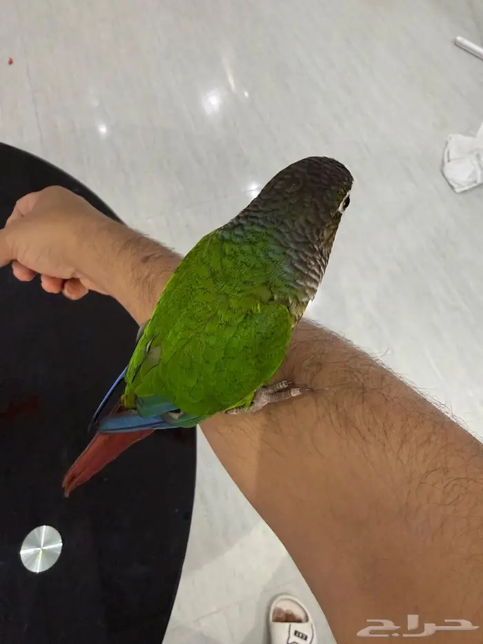 ببغاء كينور 1