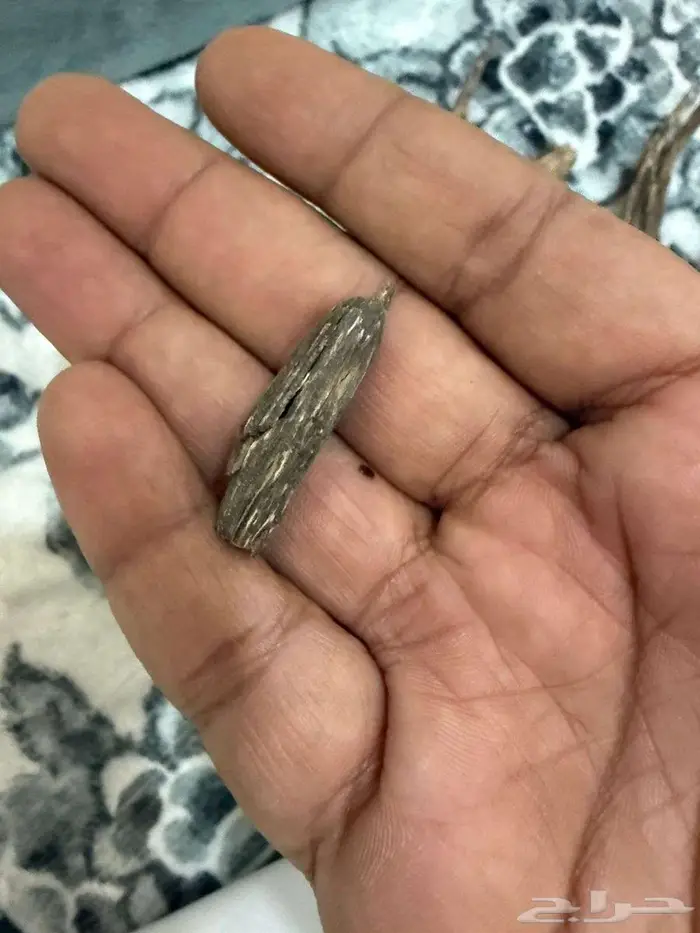 عود هندي جبلي 6