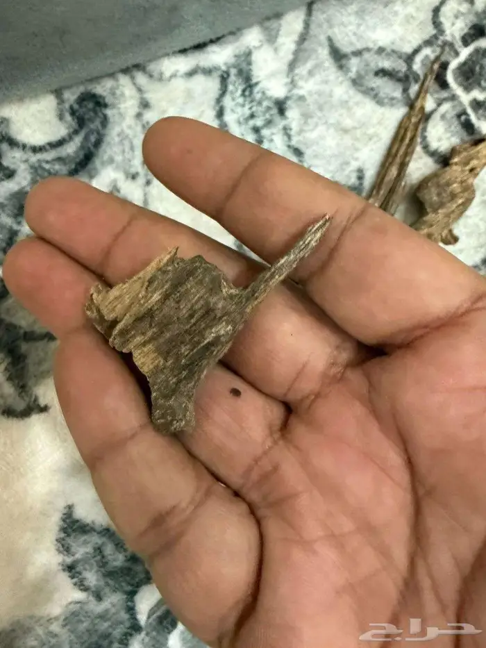 عود هندي جبلي 5