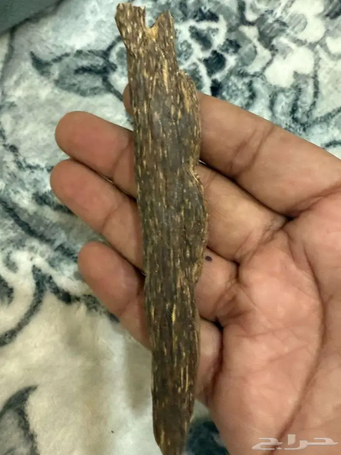 عود هندي جبلي 1