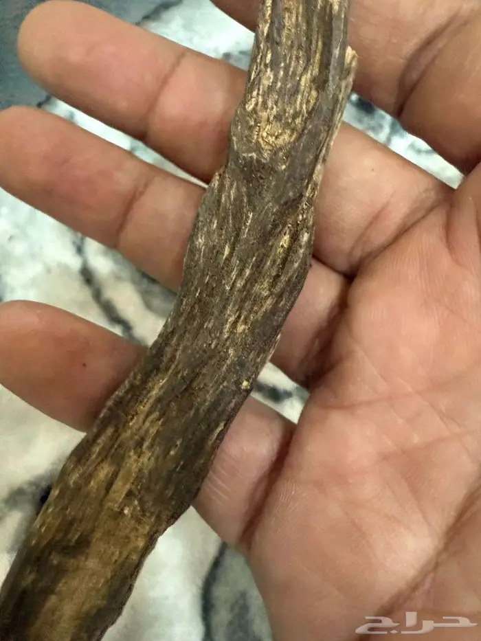 عود هندي جبلي 3