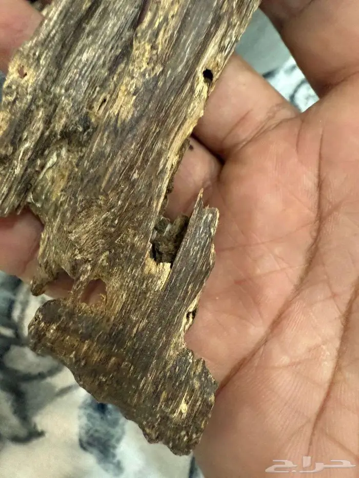 عود هندي جبلي 2