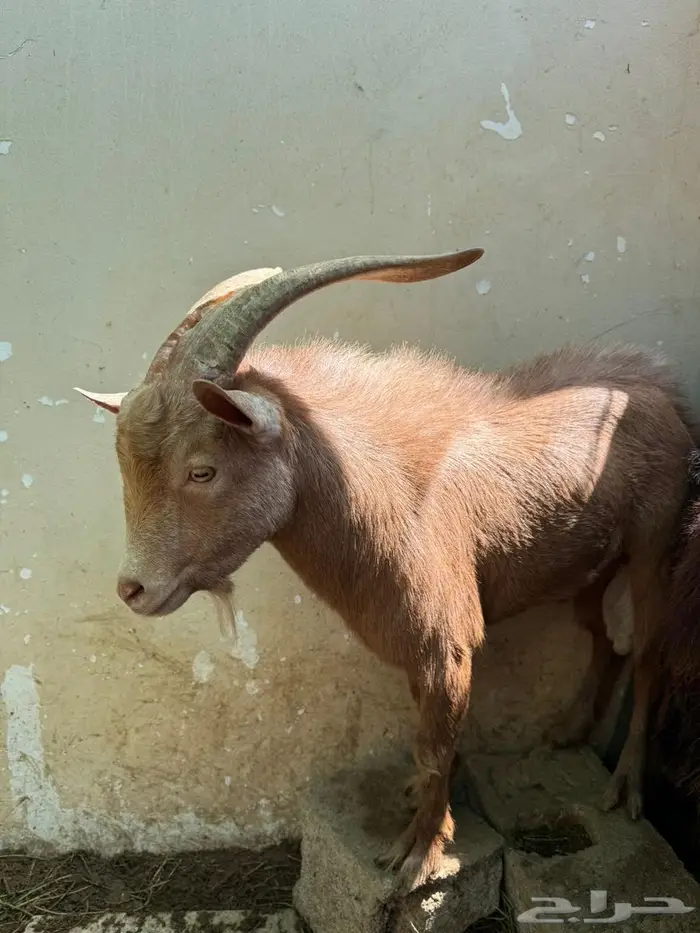 ماعز قزمي فحل ممتاز ماشاءالله تبارك الله 0