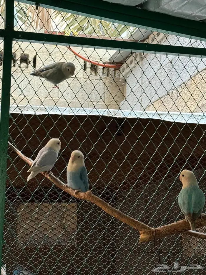 للبيع اجوز روز 0