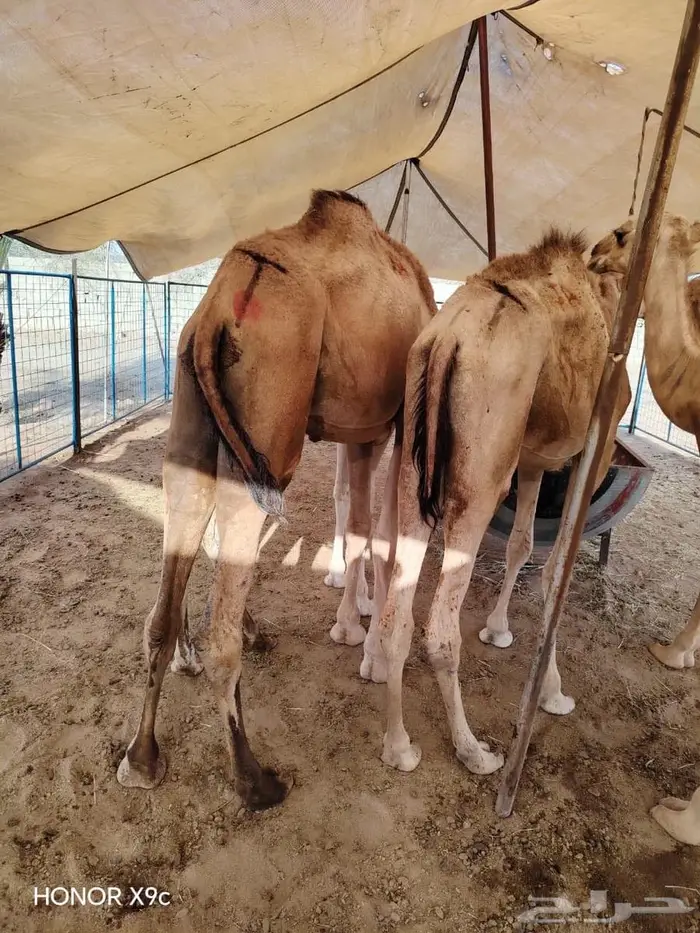 عروض الجملة مستمرة   قعدان مميزة بانتظارك 1