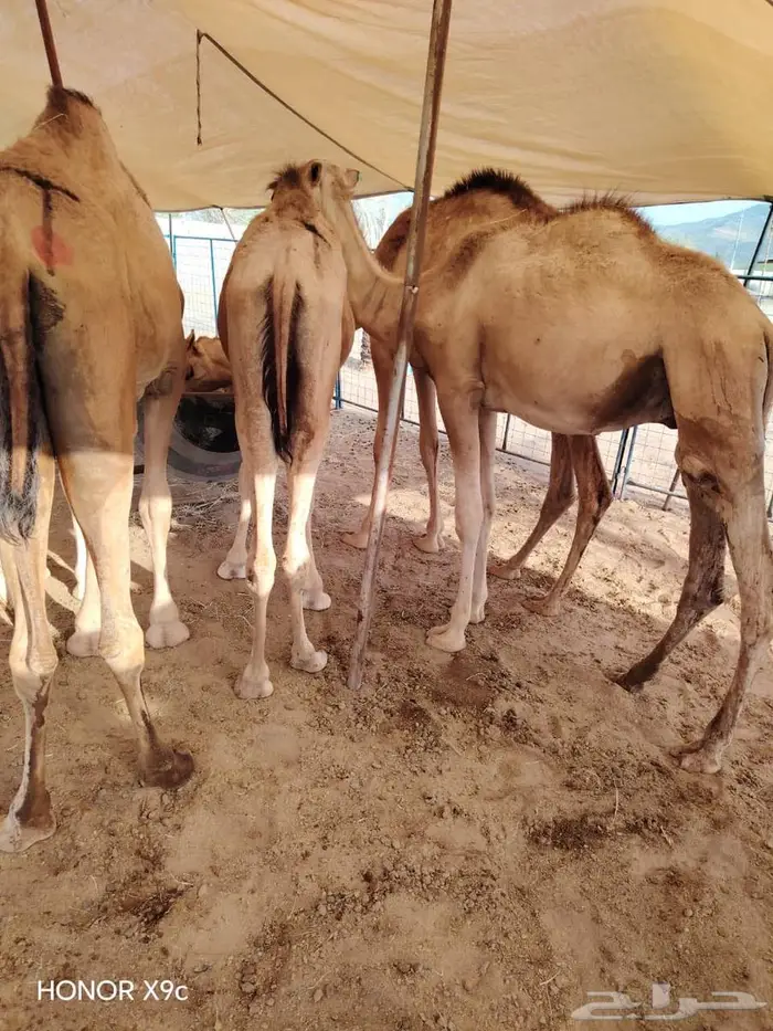 عروض الجملة مستمرة   قعدان مميزة بانتظارك 0