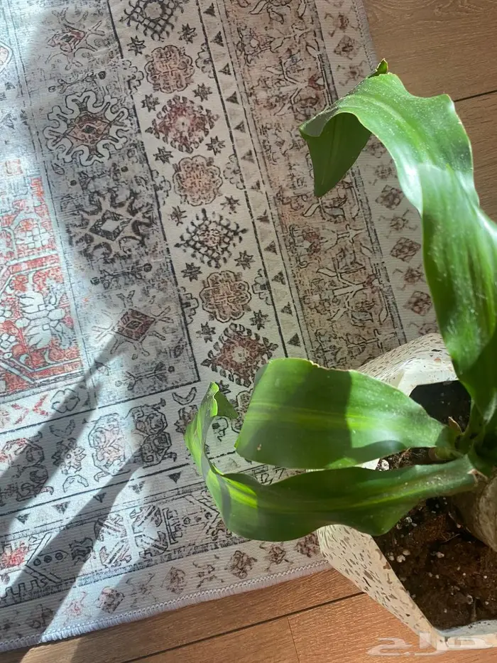 سجاد انيق تصميم كلاسيك راقي 0