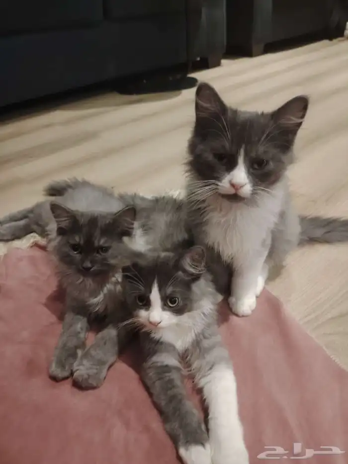 ثلاث قطط للتبني 1