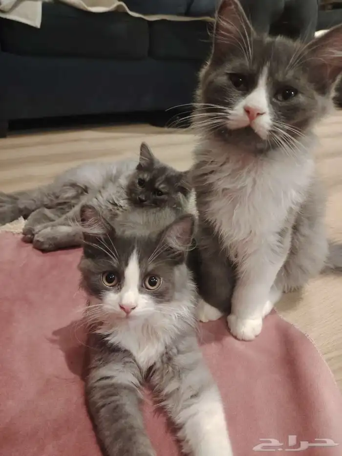 ثلاث قطط للتبني 0