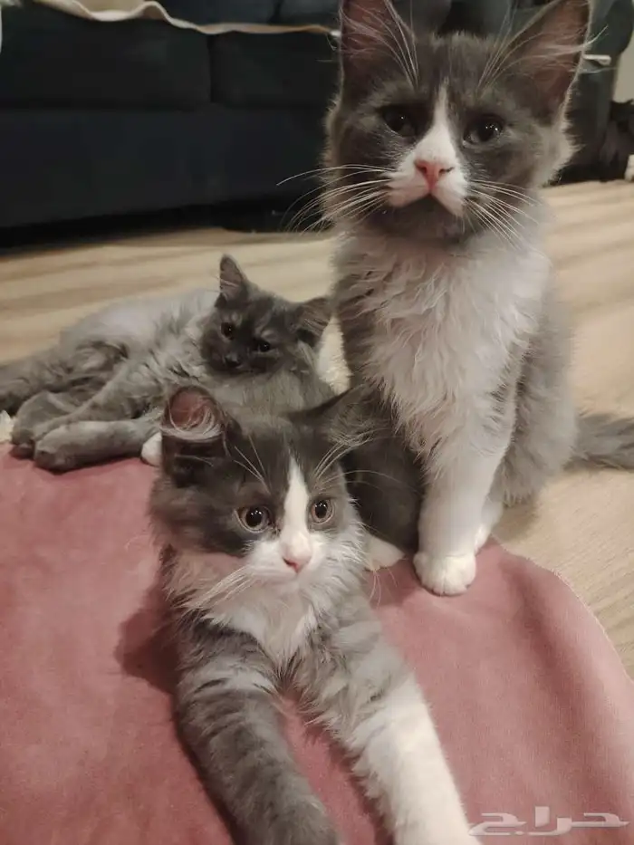 ثلاث قطط للتبني 2