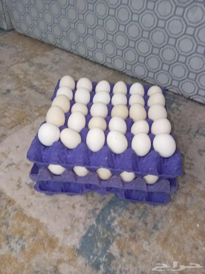 بيض بلدي 0