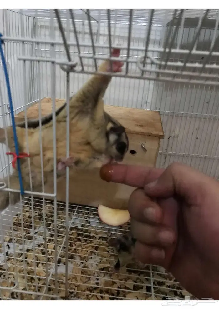ازواج سنجاب الطاير 0