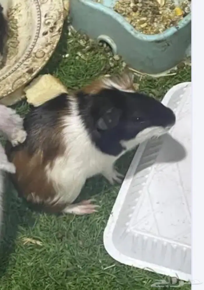 جوز وبر فرنسي - Guinea Pigs 0