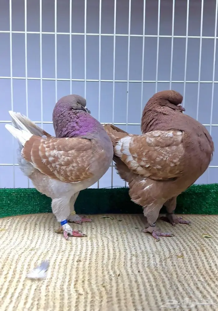 مدينه زوج منتج ( تم البيع ) 0