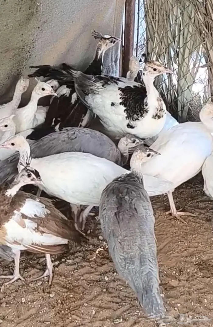 فروخ طاؤوس أو طاؤوس للبيع 2
