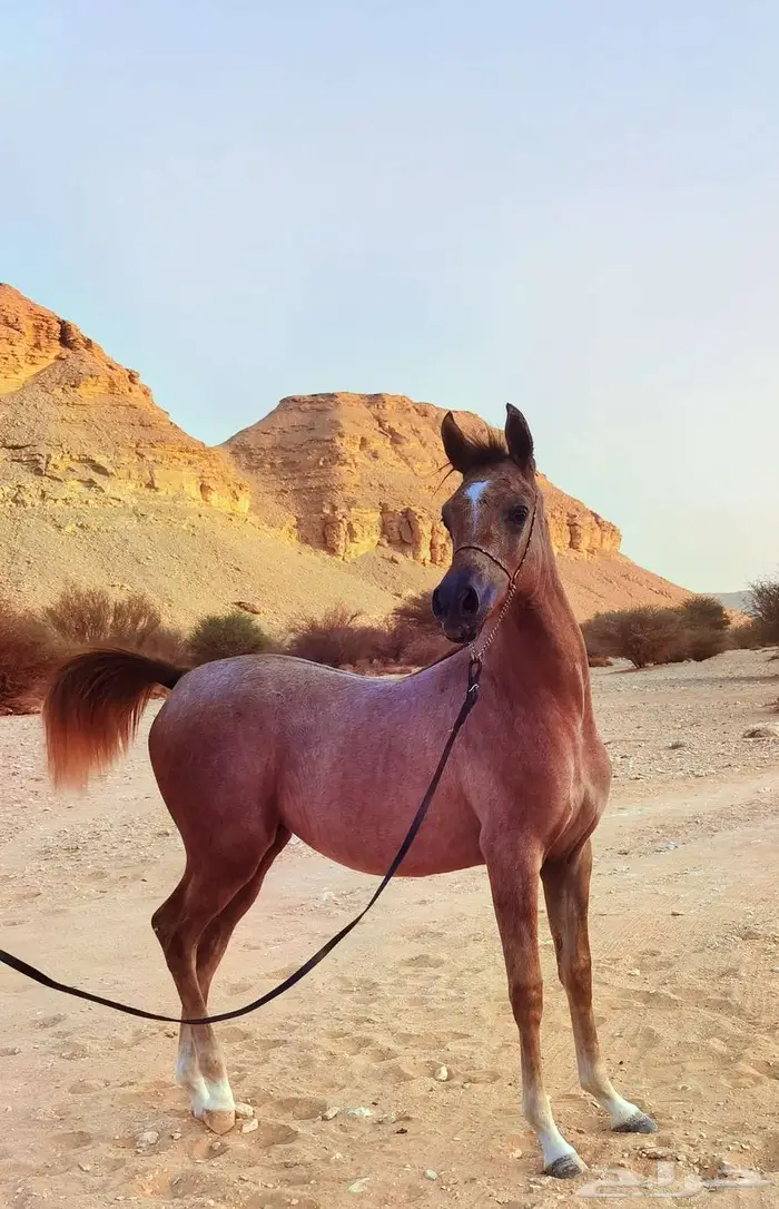 مهرة فاخرة خط جمال 2