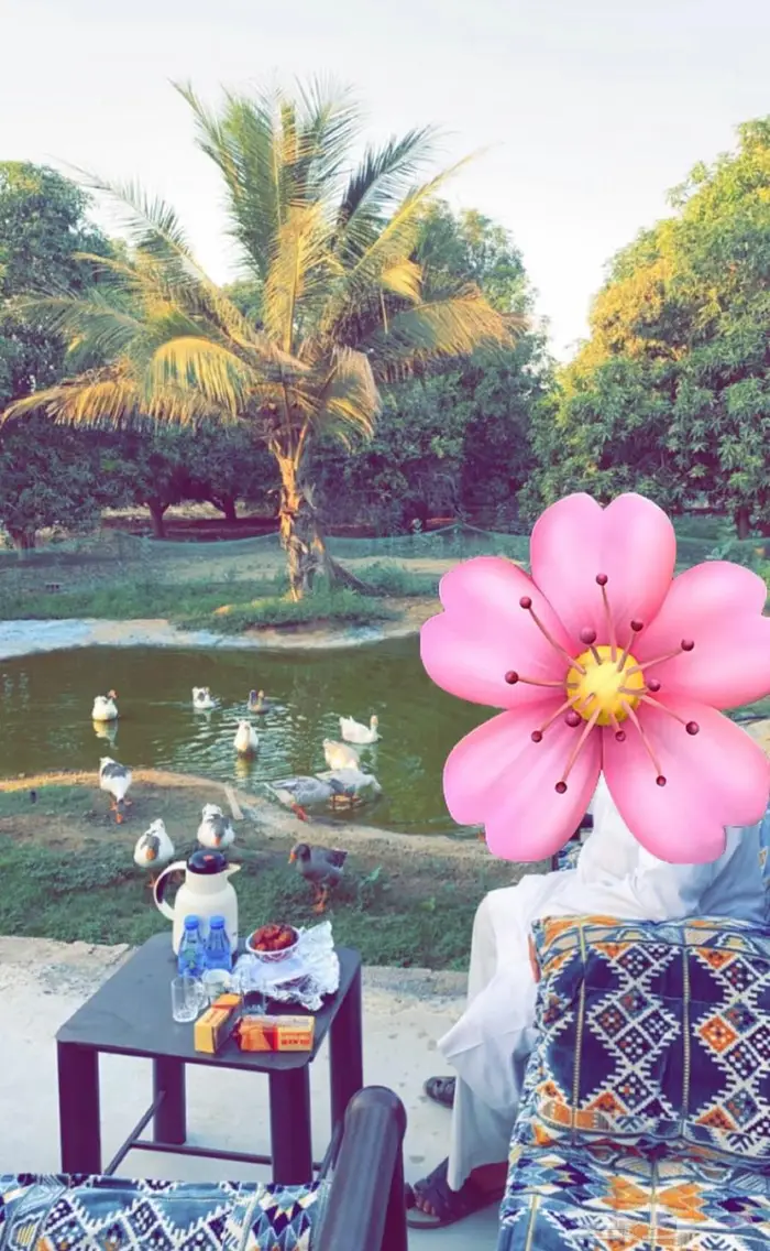 مزرعة للبيع من المالك مباشرة جازان بيش 12