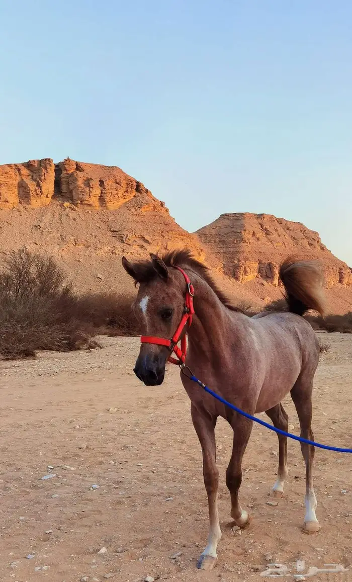 مهرة فاخرة خط جمال 1