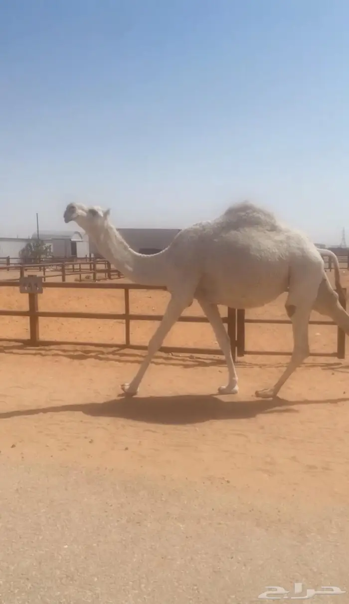 لقحه جذعه 2