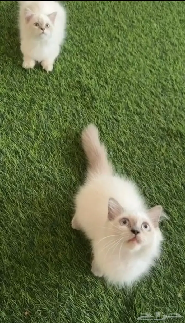 للبيع 3 قطط كيتن 2
