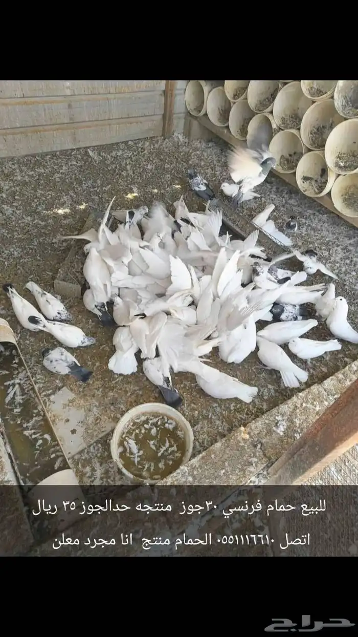 للبيع.دجاج لحم ومنتجه وحمام فرنسي ومشكل خارج الرياض 2