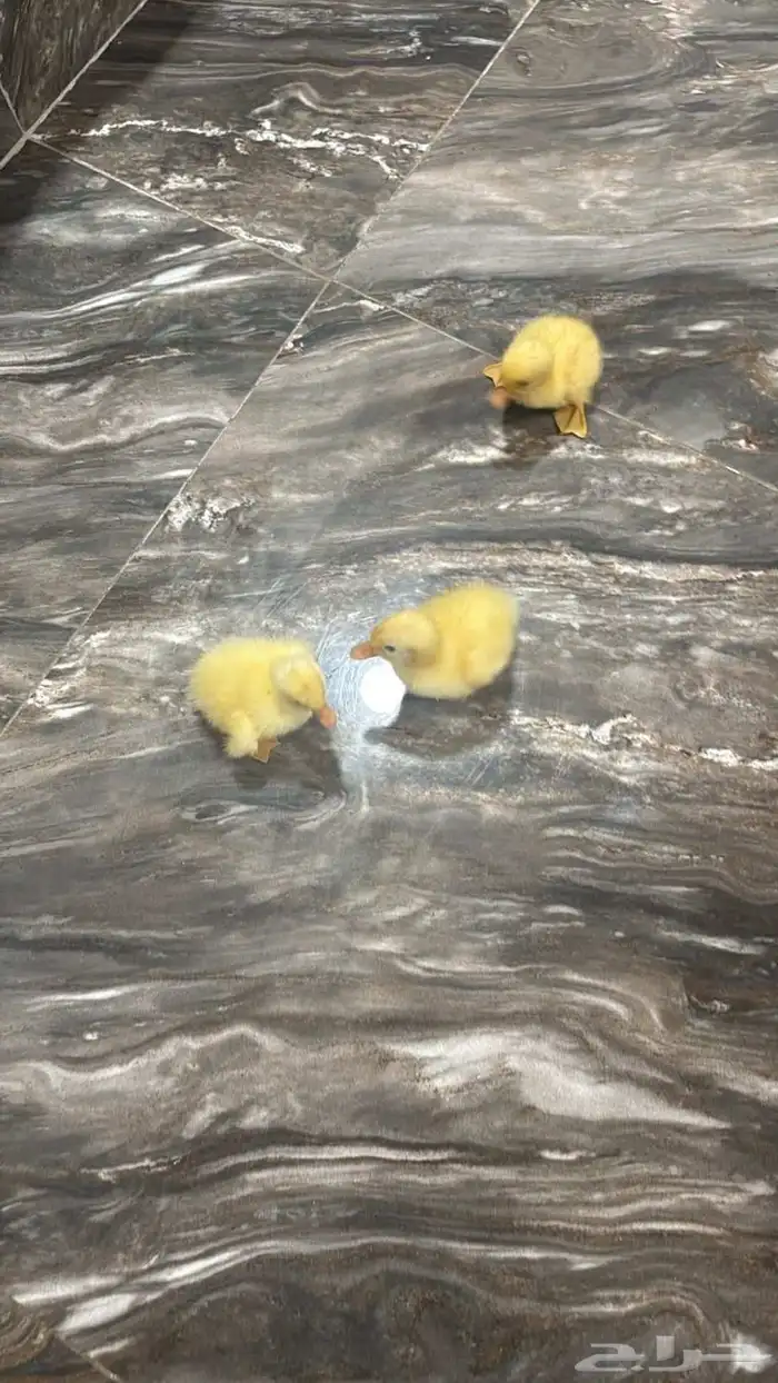 صوص بط بكيني 0