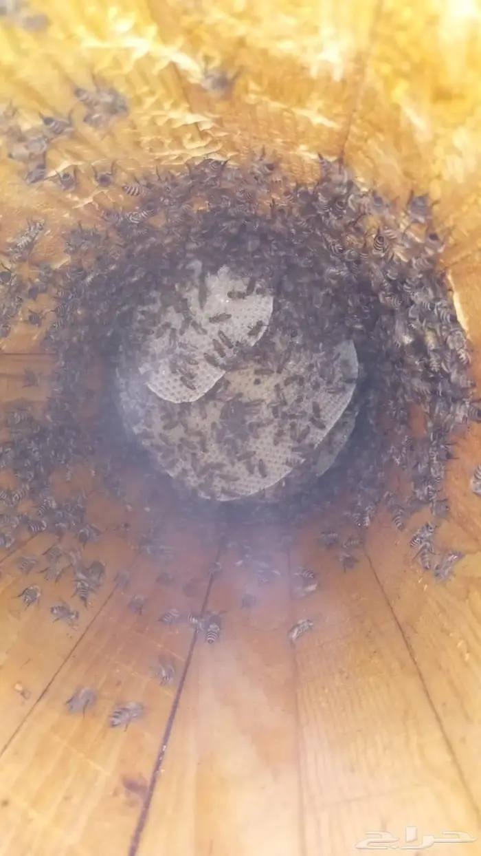 نحل بلدي اميات للبيع 0