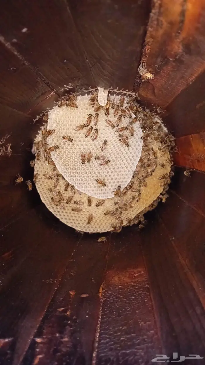 نحل بلدي اميات للبيع 1