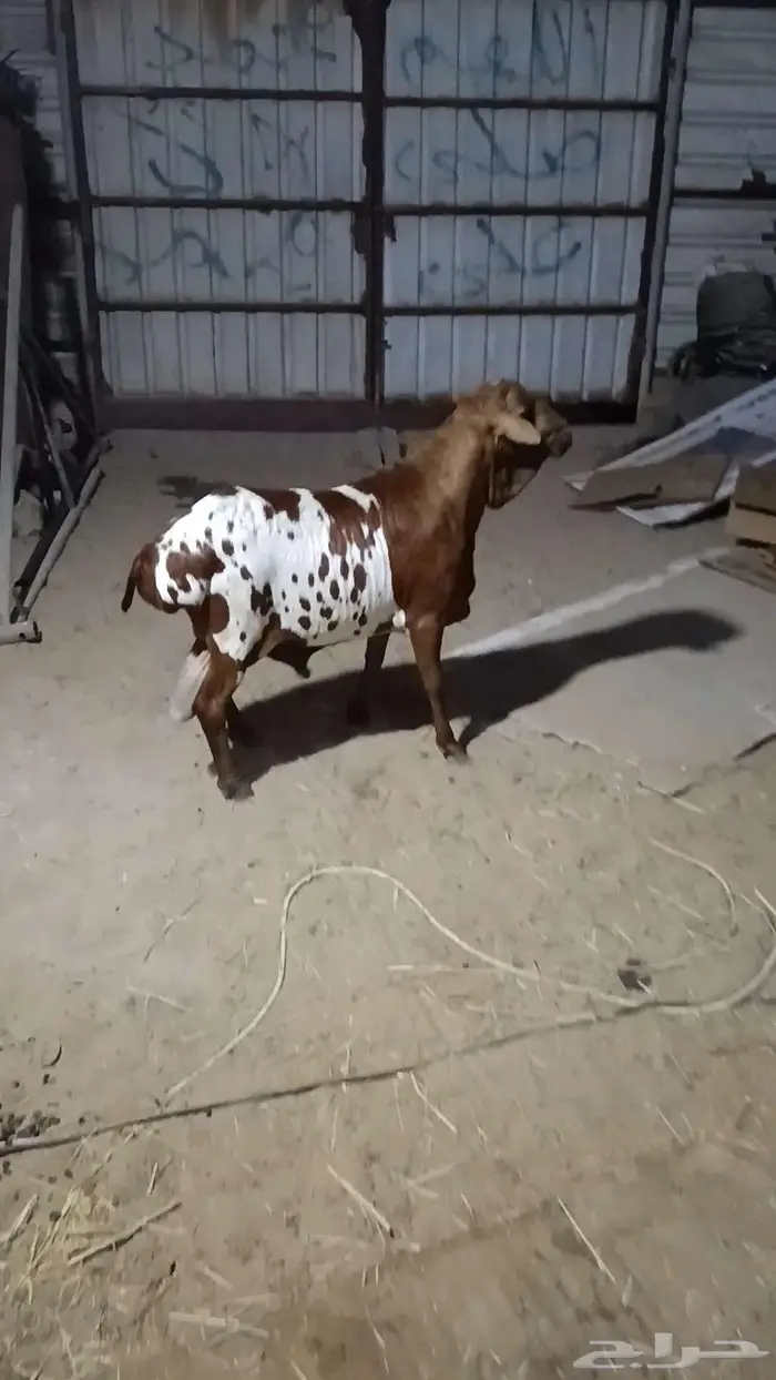 فحل بربري يقرع ومنتج بالأحساء 0