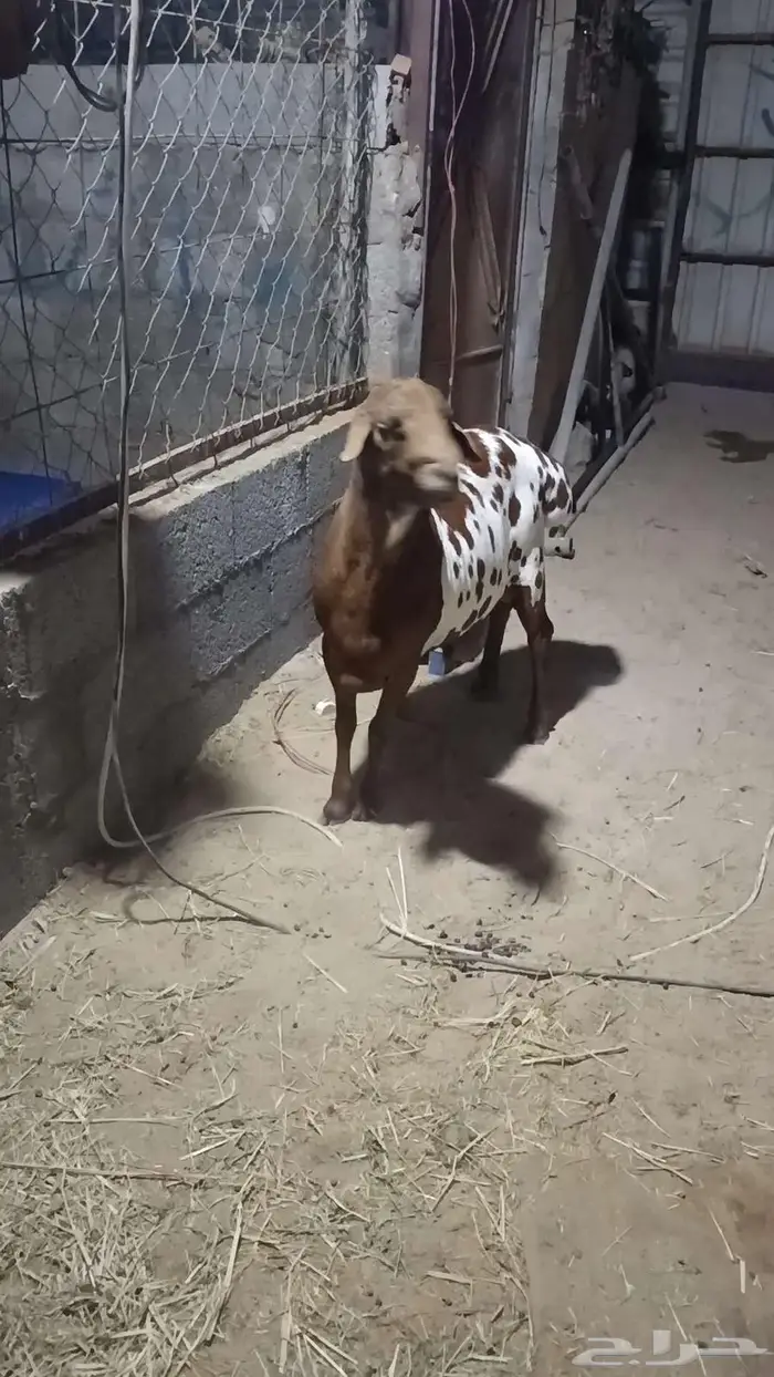 فحل بربري يقرع ومنتج بالأحساء 6