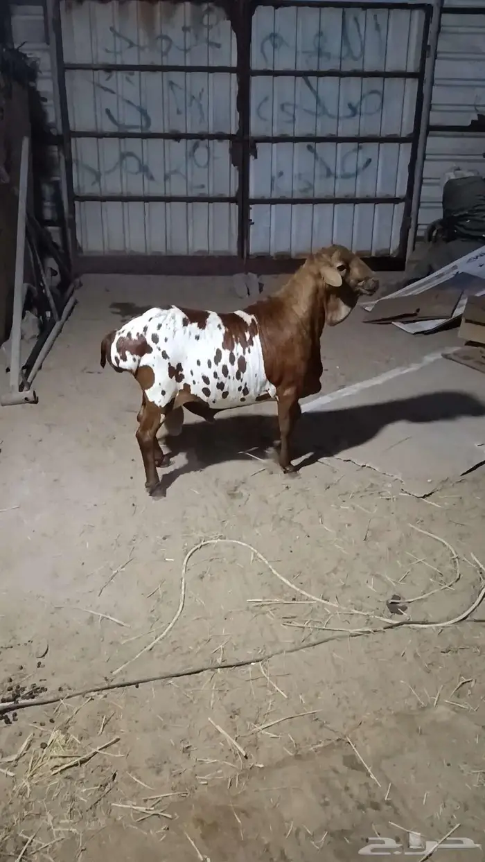 فحل بربري يقرع ومنتج بالأحساء 1