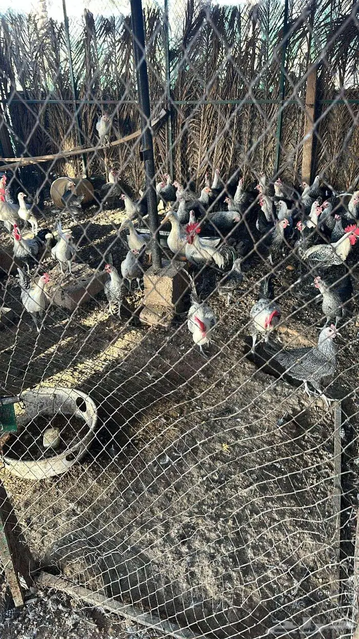 دجاج فيومي 0