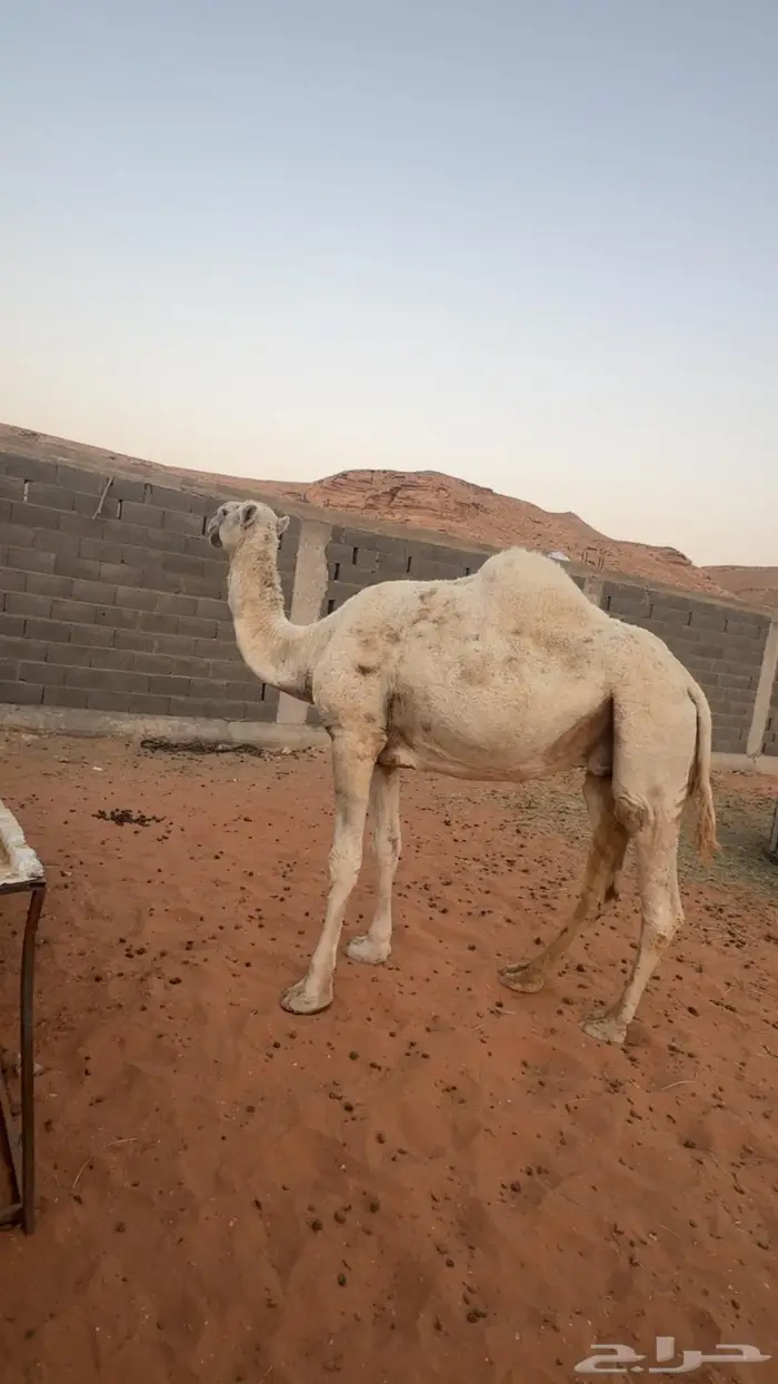 ناقه قصب سمين 0