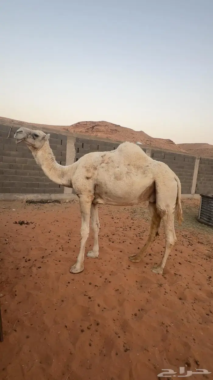 ناقه قصب سمين 1