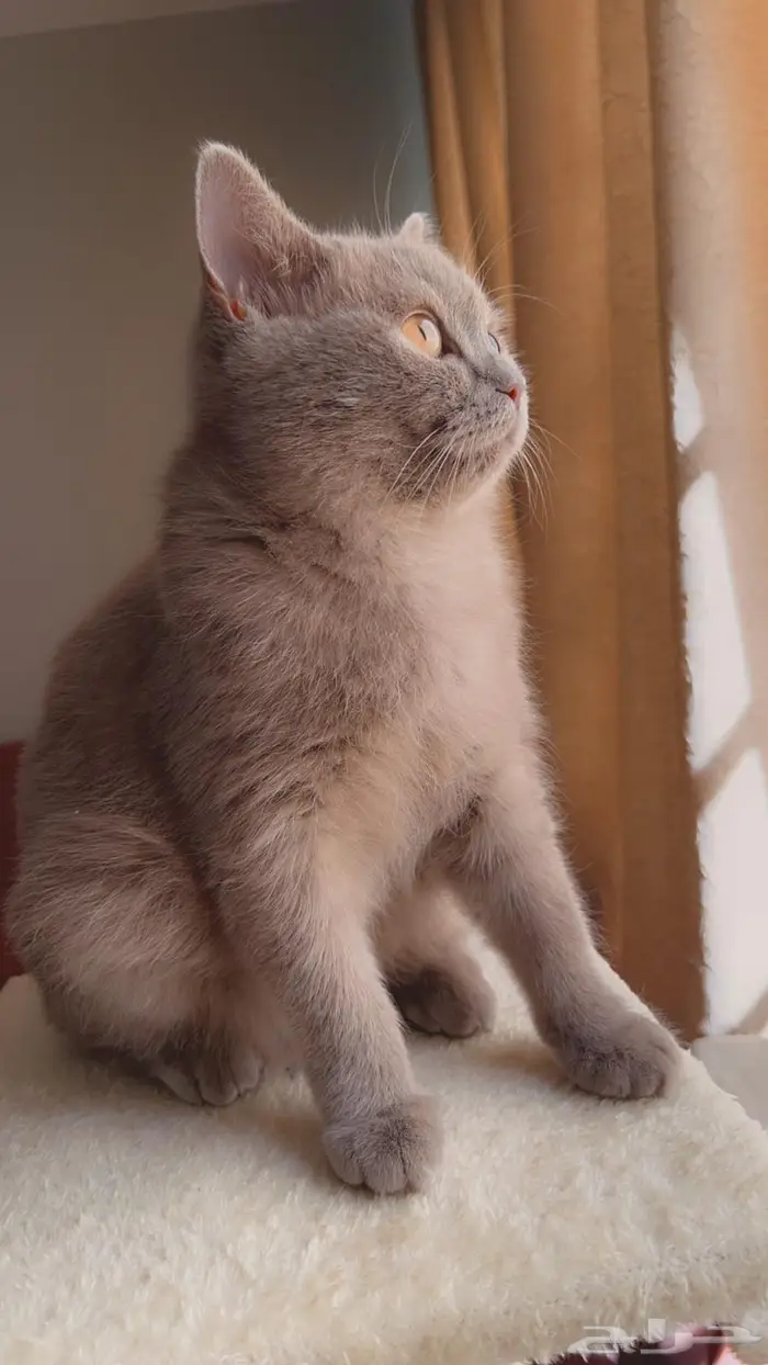 قطه سكوتش ستريت للبيع 0