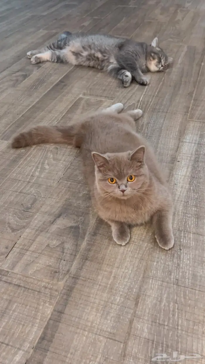 قطه سكوتش ستريت للبيع 2
