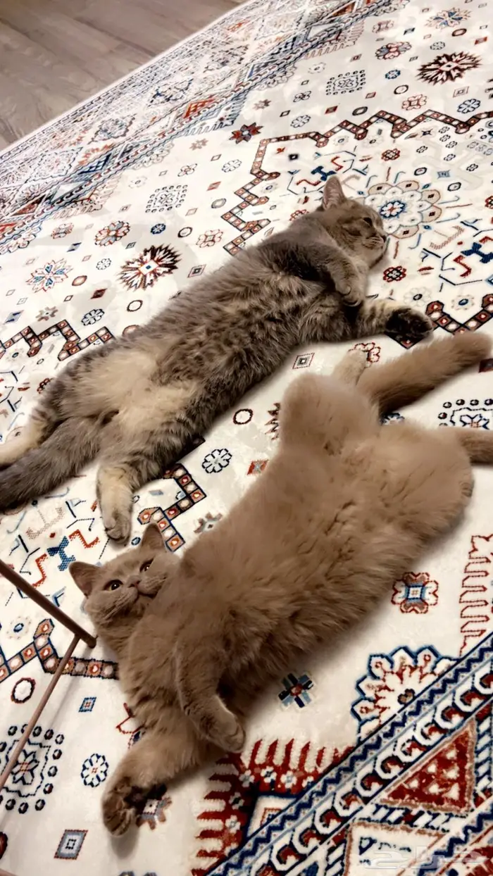 قطه سكوتش ستريت للبيع 3