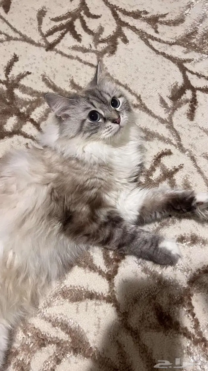 قطط شيرازيه للتبني 1