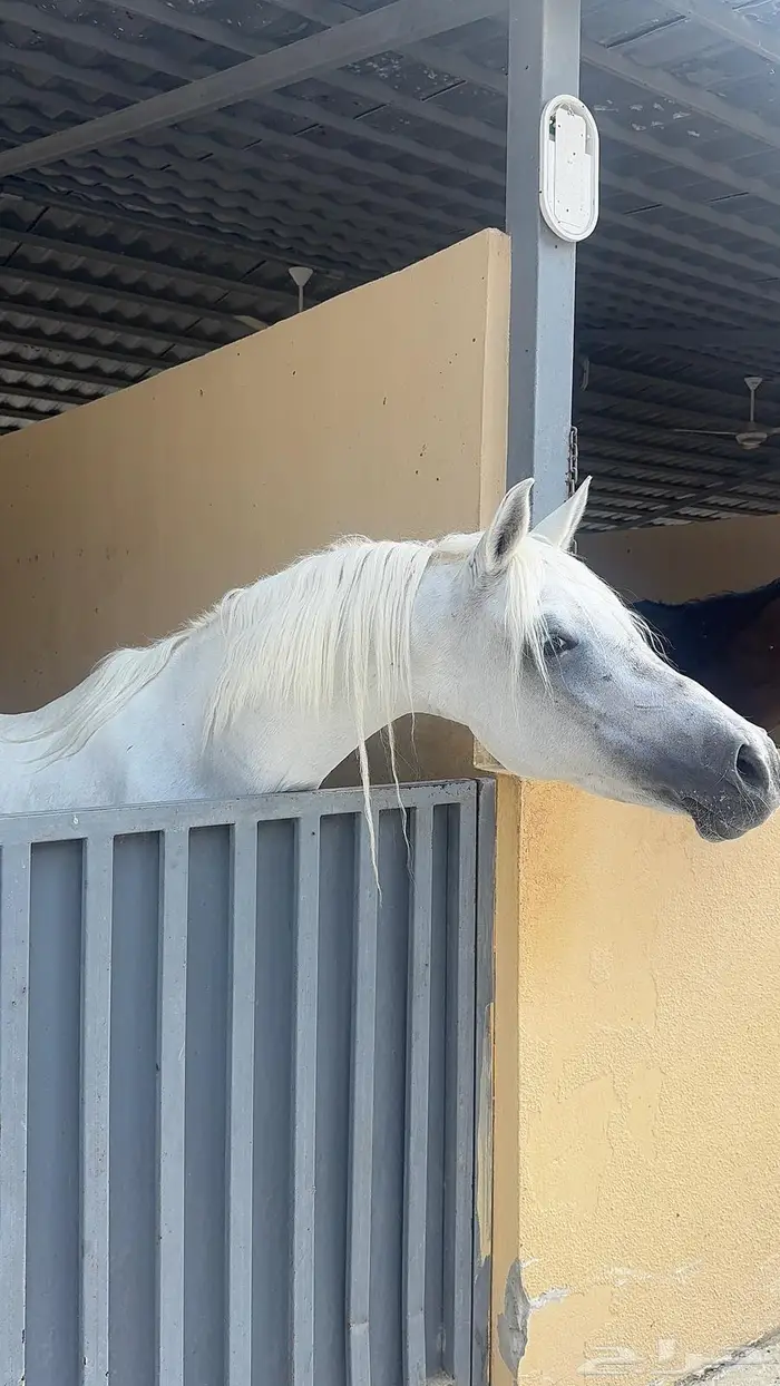 مطلوب خيول ركوب شعبيه 0